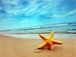 Sea Star