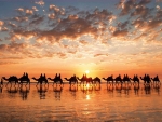 Golden Sunset On Cable Beach, Australia