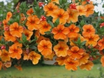 Petunia blooms