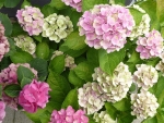 Hydrangeas