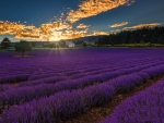 Lavender Field in France