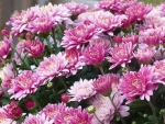 Chrysantemum