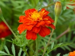 Marigold