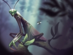 praying mantis