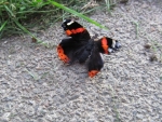 Red Admiral