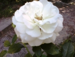 White rose