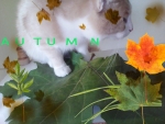 Autumn cat