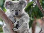 koala