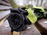 Black Rose