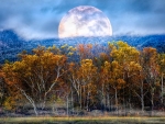The Forest Awaits Under the Fall Moon