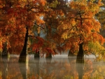Autumn Cypress Trees