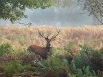 deer stag