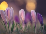 Crocuses