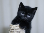 Black Kitten