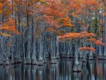 Georgia Cypress Swamp