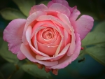 Pink Rose