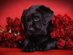 Sweet dog with roses