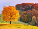 Beech tree in autumn