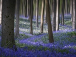 Bluebells carpet the forest floor