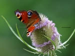 Peacock Butterfly (Aglais io) on Teasel.