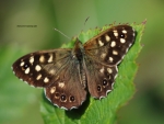 Speckled Wood Butterfly (Pararge aegeria)