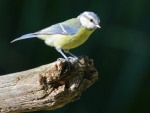 Blue Tit (Cyanistes caeruleus)
