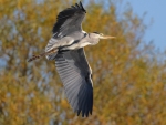 Grey Heron (Ardea cinerea) in flight