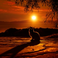Cat watching sunset