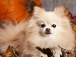 Autumn Pom