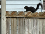 Squirrel on the Fence