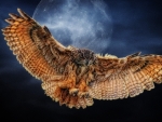 owl moon