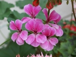 Geranium