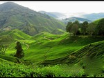 TEA PLANTATION,CAMERON HIGHLANDS,MALAYSIA