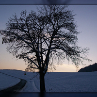 Tree in beginning sundown