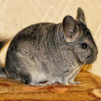 Chinchilla ( Samir)