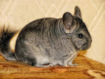 Chinchilla ( Samir)