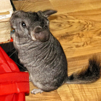 Samir, Chinchilla in flagrant