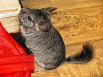 Samir, Chinchilla in flagrant