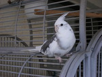 cockatiel