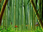 bamboo forest