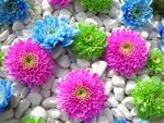 colorful flowers in stone