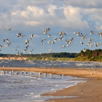 Seagulls over Beach