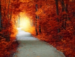 Fantastic autumn forest