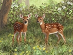 Two young Deers