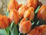 Orange Tulips Bunch