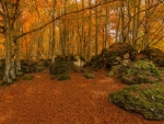 woodland in autumn