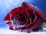 Winter rose