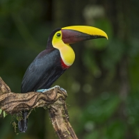chestnut manibled toucan