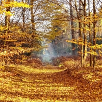 Autumn Forest Path