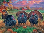 Thanksgiving Turkeys